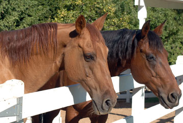 Rolling Hills Rolling Hills, California